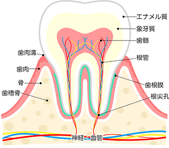 できる限り「削る量を減らした」切削処置